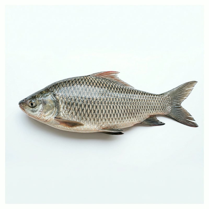 Rui Fish